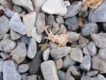 Trollholm Trolle Nordnorwegen