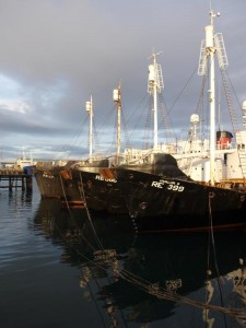 Walfangflotte im Hafen Reykjaviks