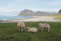 Lofoten