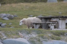 Lofoten