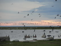 Öland Meer Schweden