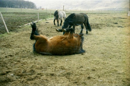 Islandpferde Island Winter