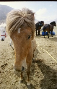 Islandpferde Island Winter