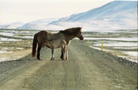 Islandpferde Island Winter