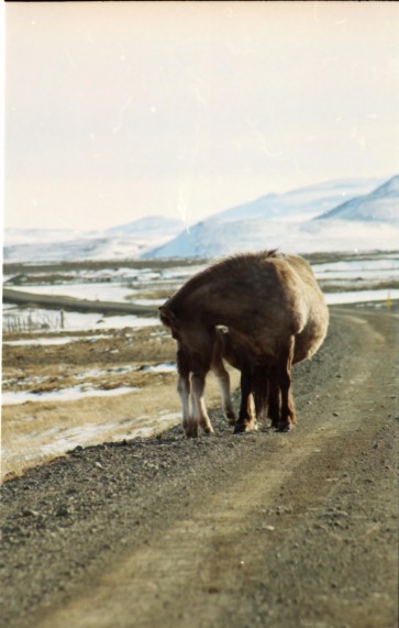 Islandpferde Island Winter