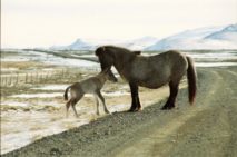 Islandpferde Island Winter