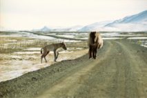 Islandpferde Island Winter