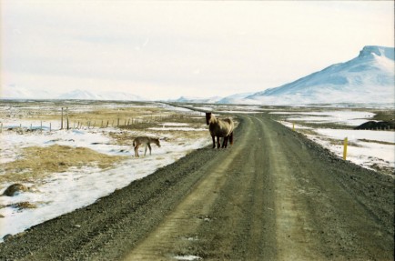 Islandpferde Island Winter