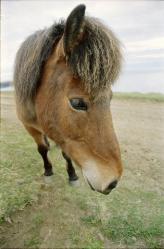 Islandpferde Island Winter