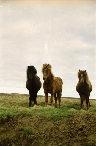 Islandpferde Island Winter