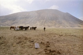 Islandpferde Island Winter