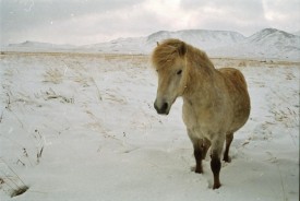 Islandpferde Island Winter
