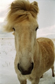 Islandpferde Island Winter