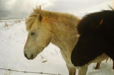 Islandpferde Island Winter