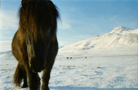 Islandpferde Island Winter