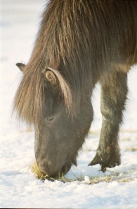 Islandpferde Island Winter