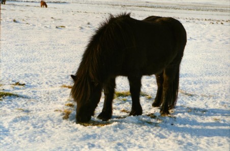 Islandpferde Island Winter