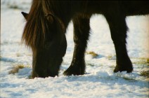 Islandpferde Island Winter