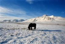 Islandpferde Island Winter