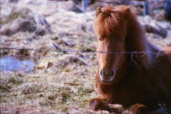 Islandpferde Island Winter