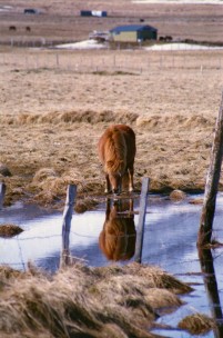 Islandpferde Island Winter