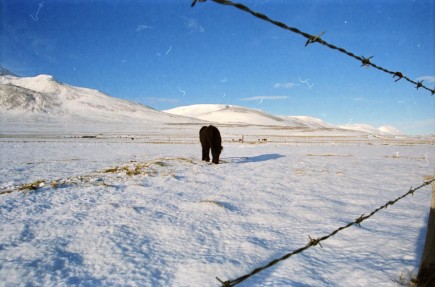 Islandpferde Island Winter