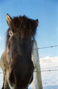 Islandpferde Island Winter