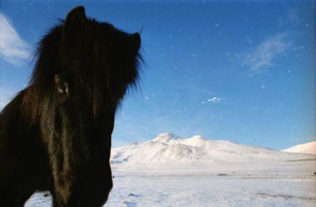 Islandpferde Island Winter