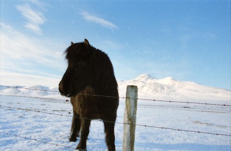 Islandpferde Island Winter