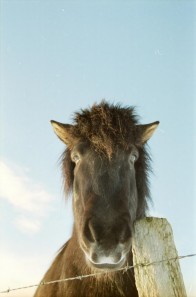 Islandpferde Island Winter