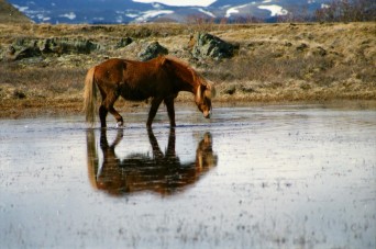 Islandpferde Island Winter
