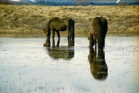 Islandpferde Island