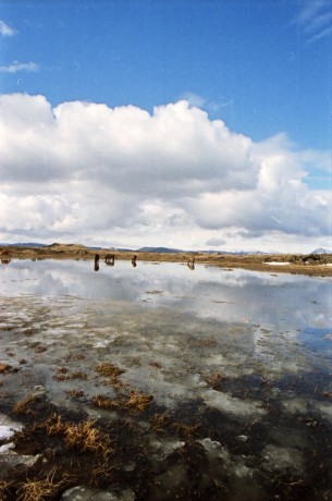 Islandpferde Island Winter