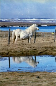 Islandpferde Island Winter
