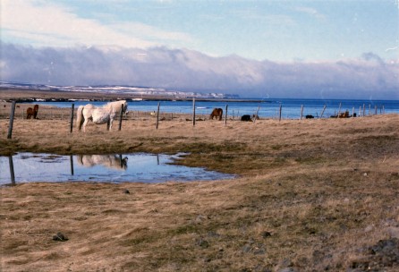 Islandpferde Island Winter