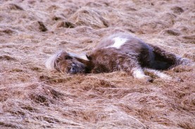 Islandpferde Island Winter