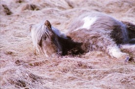 Islandpferde Island Winter