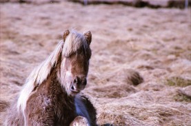 Islandpferde Island Winter