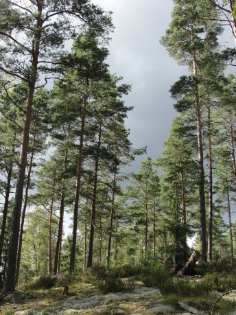 Südschweden schweden wald