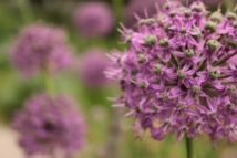 Botanischer Garten Kopenhagen