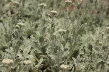 K1600_IMG_2477